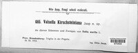 Image of Valsella kirschsteiniana